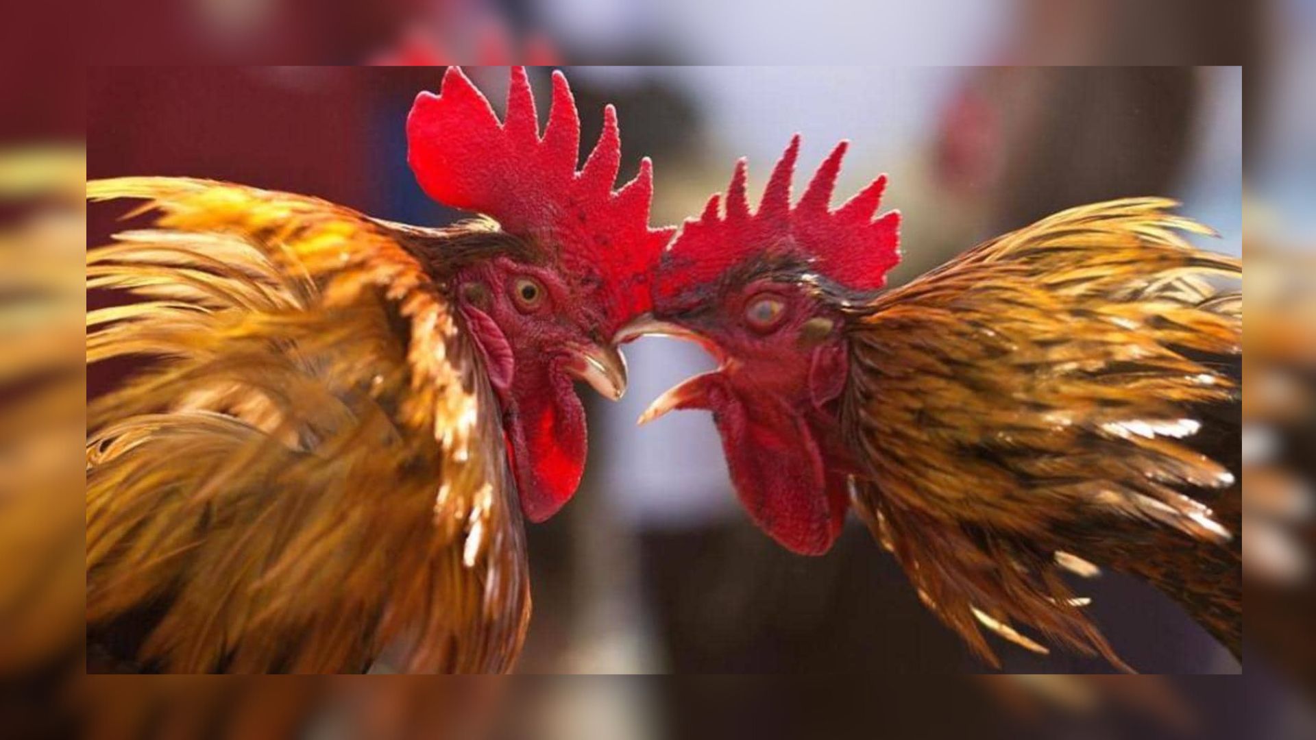 Andhra farmers raise concerns over the rooster fight tradition