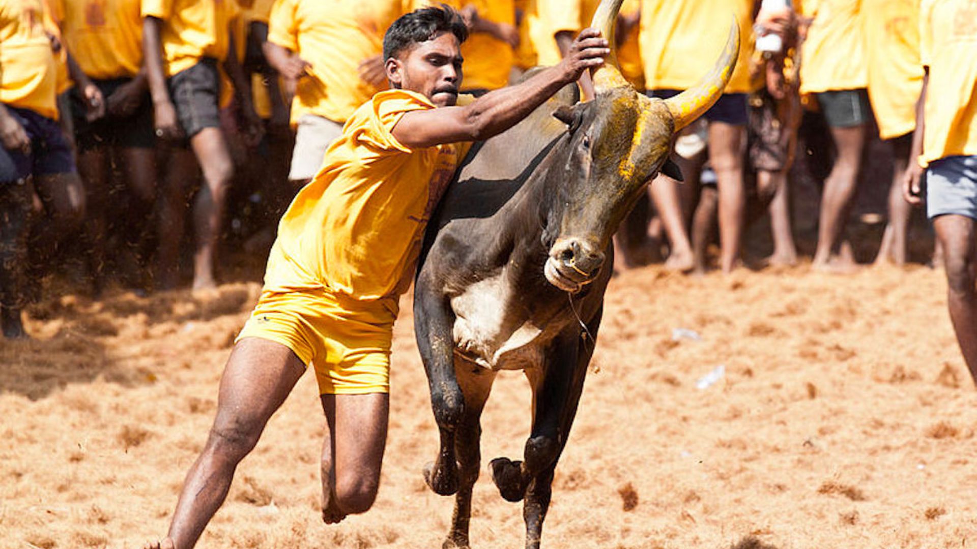 ‘Jallikattu’ the bull taming sport commences at Tiruchirappalli