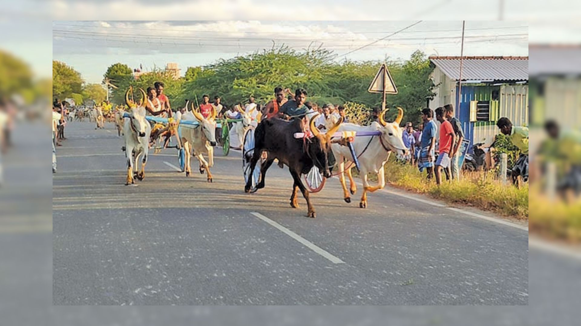 Bullock cart races held in Tamil Nadu on Kattabomman’s birth anniversary