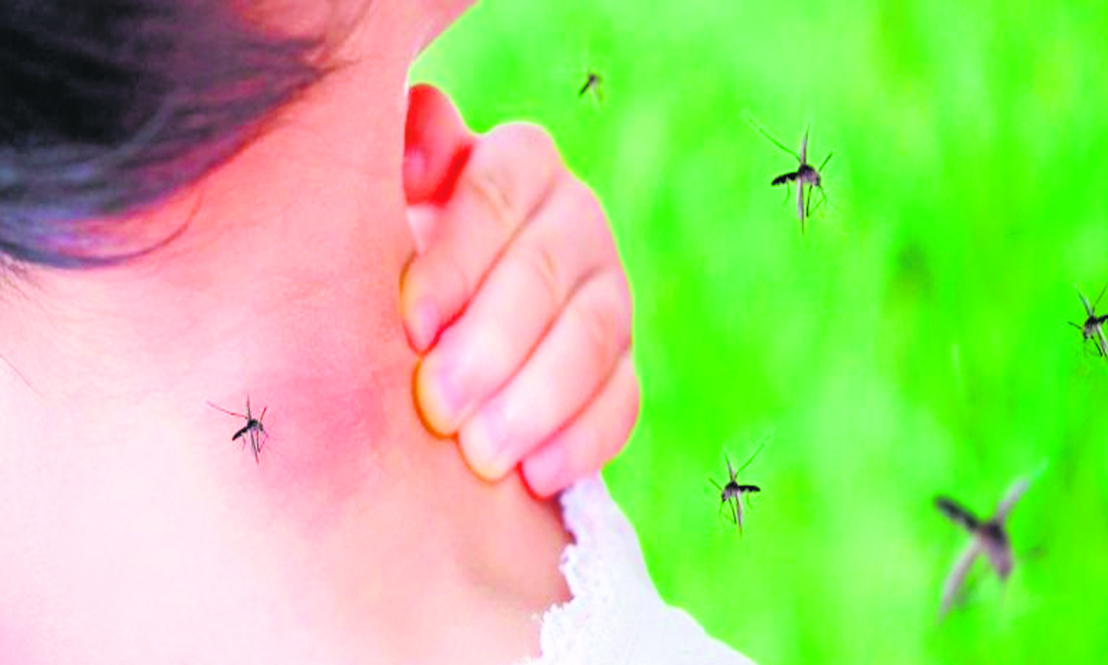 A single mosquito bite is a blood donation for three crore disease-causing mosquitoes!