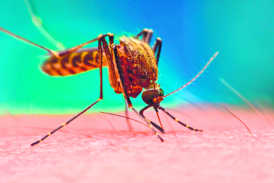 Mosquito alert issued for travelers to Asia