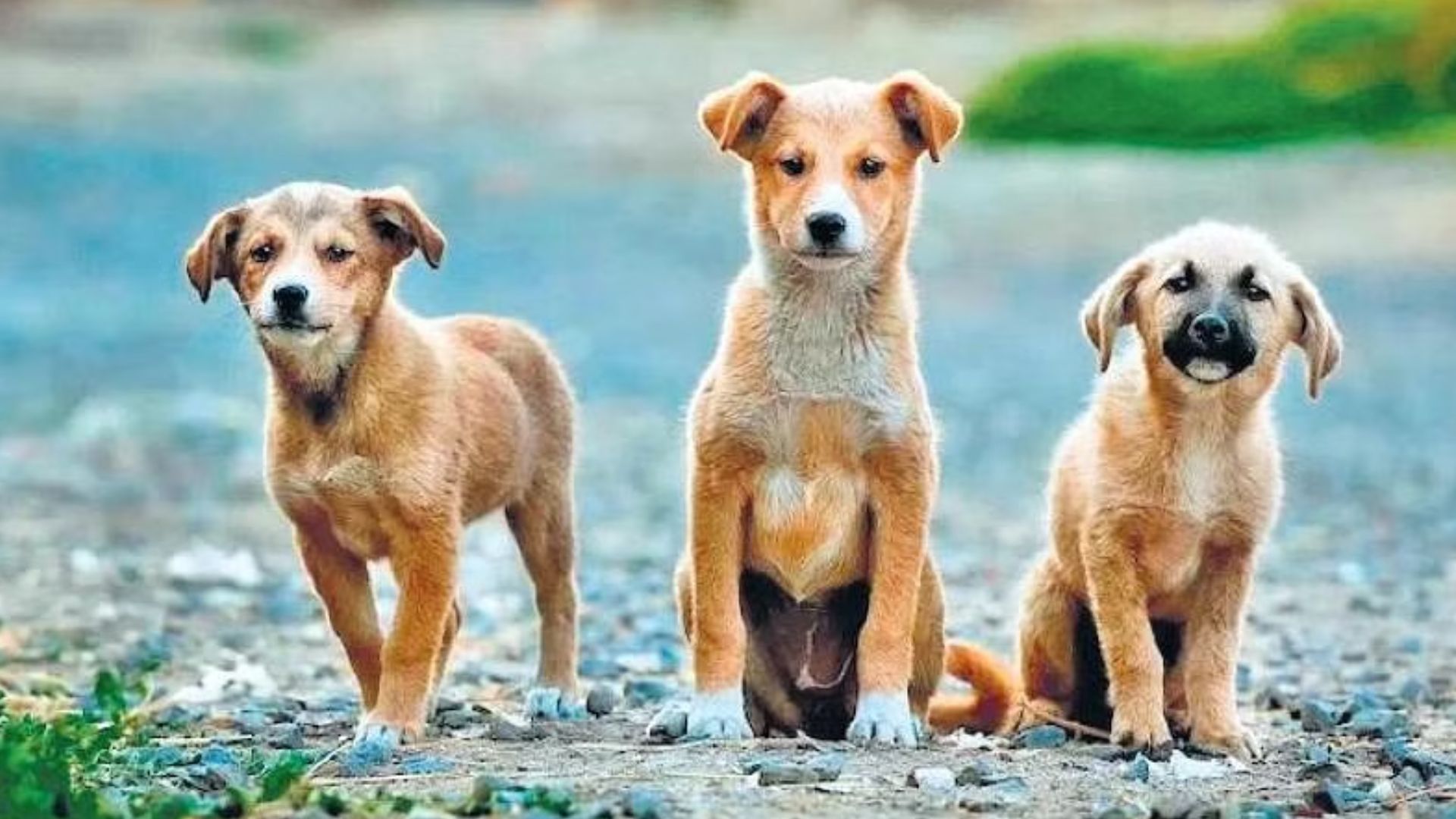 Supreme Court Schedules Hearing on Stray Dog Menace in Kerala; Addresses Urgent Public Safety Concerns