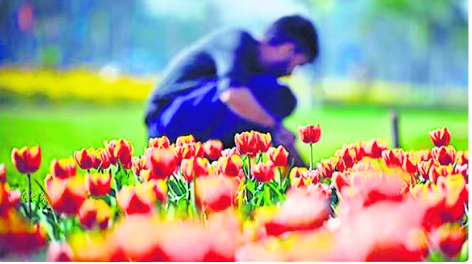 DDA beautifies Delhi parks with one lakh tulip bulbs