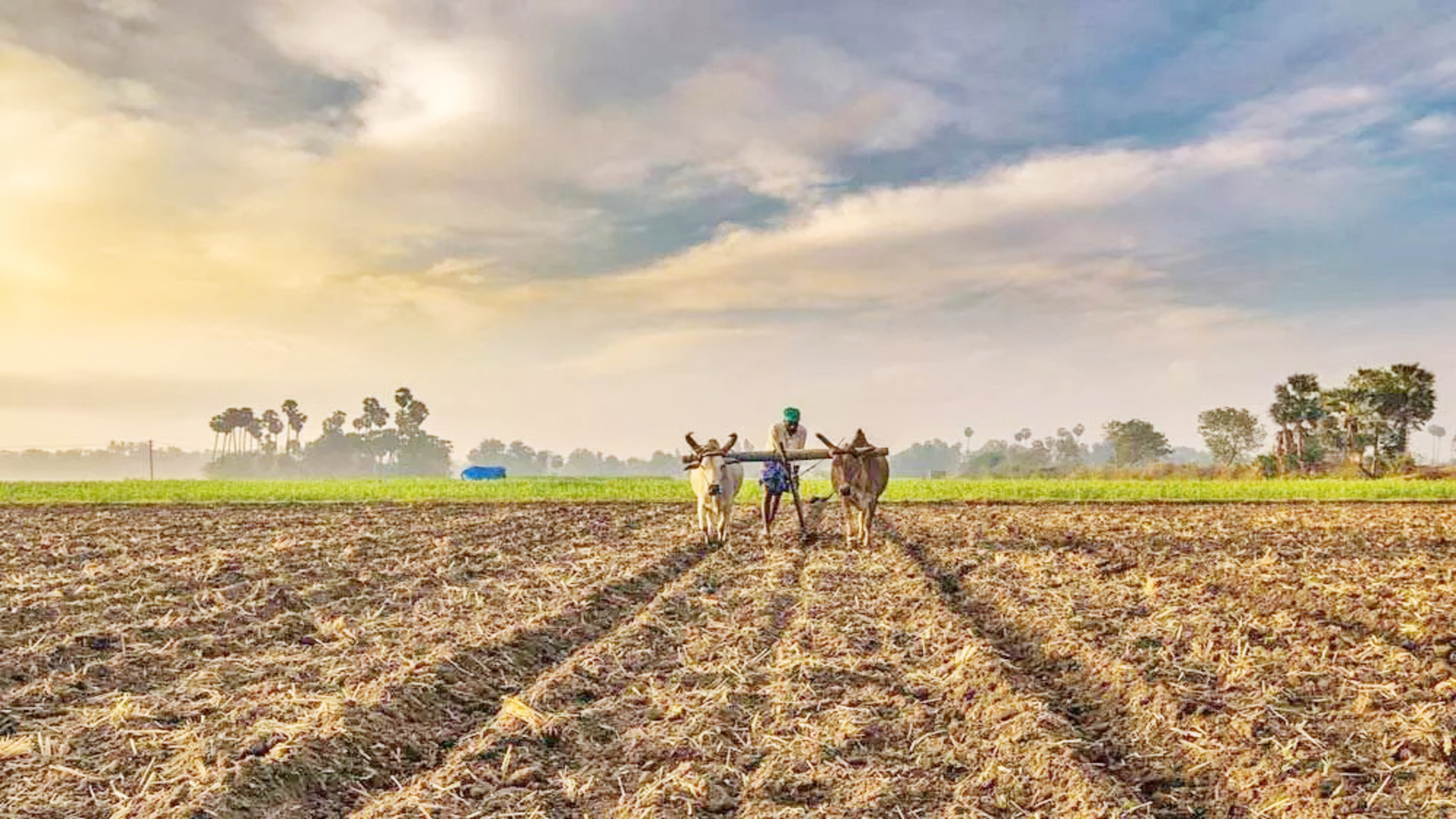 Sowing Prosperity: Agriculture, Farmers, and Economic Resilience in Rajasthan