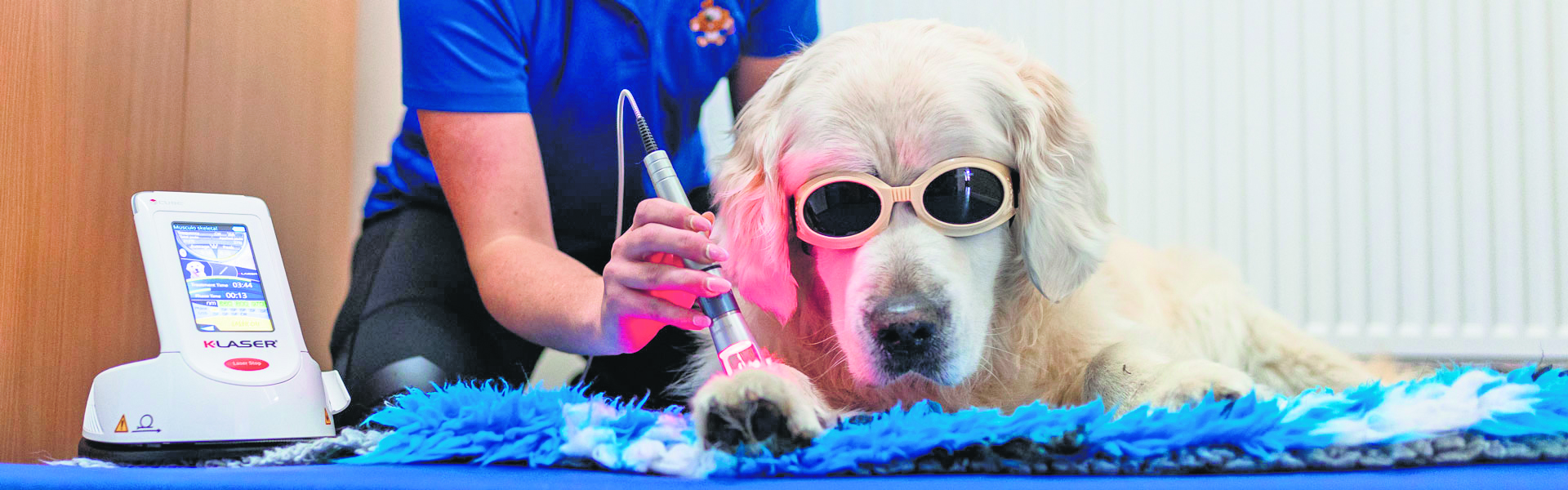 A New Lease on Life: Hydrotherapy’s Transformative Impact on Elderly Pets