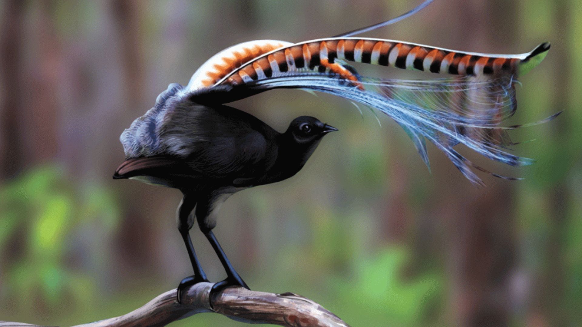 Lyrebird: Master of Mimicry