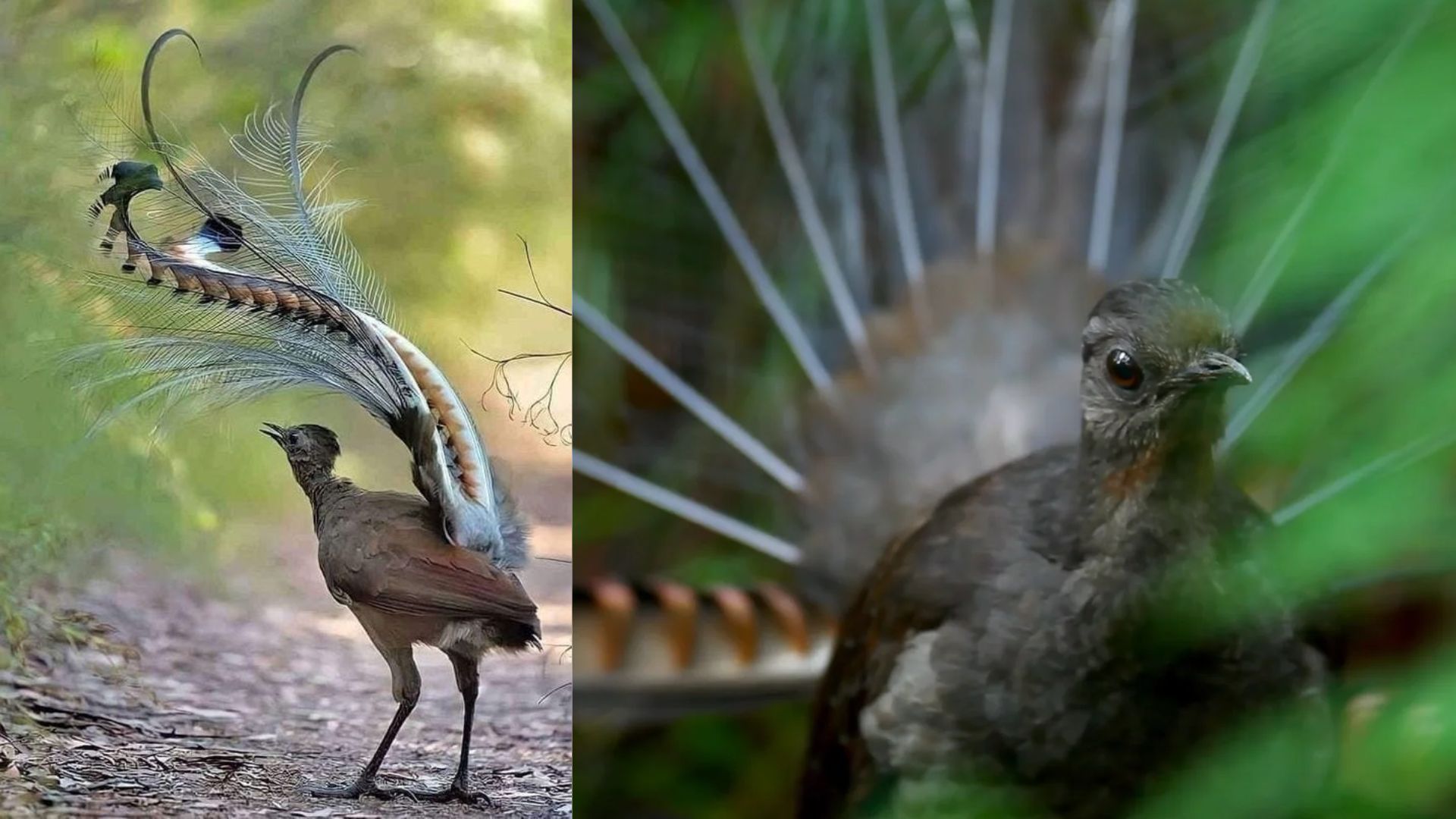 Lyrebird: Master Of Mimicry - Thedailyguardian