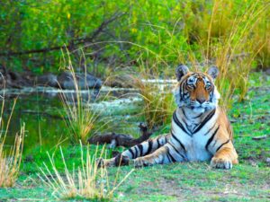 Wings and Whiskers: Travelling Through Rajasthan’s Wildlife and Bird Sanctuaries