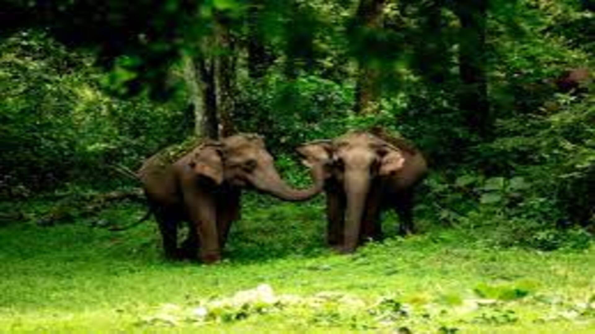 Kerala: Wild Elephants Claim a life, political parties start protest