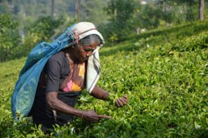 Tea exports dip to 207.14 mkgs during Jan-Nov 2023