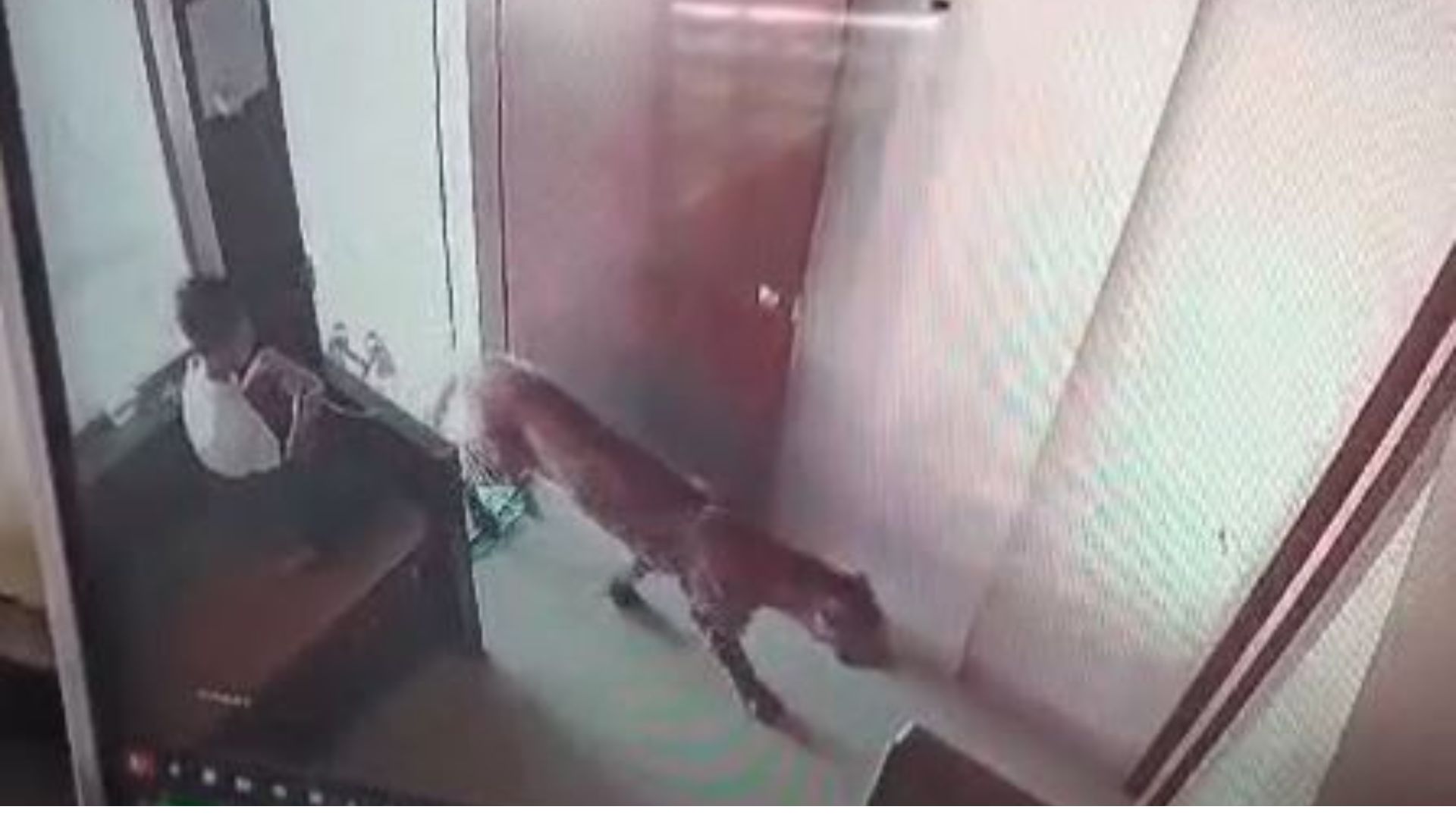 Seeing A Leopard Entering Into Room, 13-Year-Old Quickly Locked It Inside