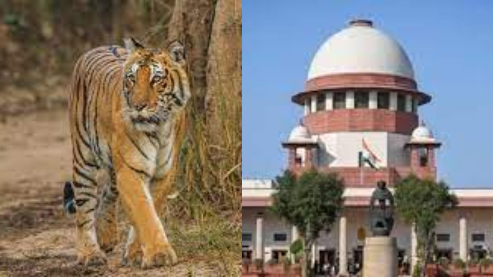 Court Rebukes Uttarakhand Government For Deforestation In Corbett Tiger Reserve