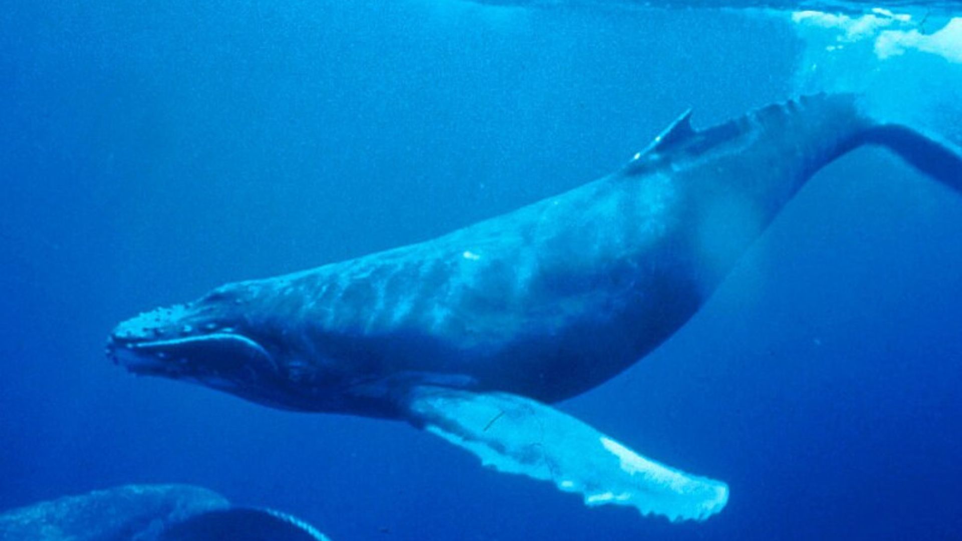 New Zealand Maori Leader Proposes Legal Personhood for Whales: Reports