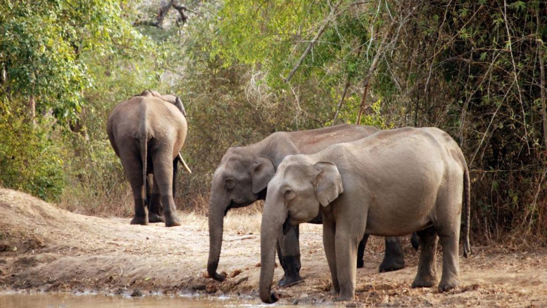 Karnataka: Wild Elephant Wanders in Kodagu District