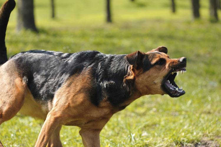 Government bans 23 breeds of “Aggressive Dogs”
