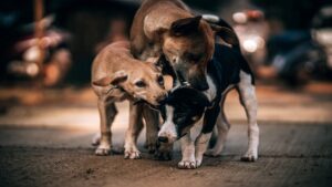 Gives priority to human lives over stray dogs: Kerala HC