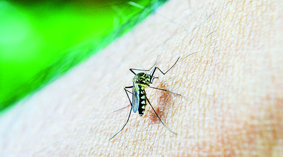 Mosquito-induced sleep disturbances impact over half of India’s productivity: Goodknight Survey
