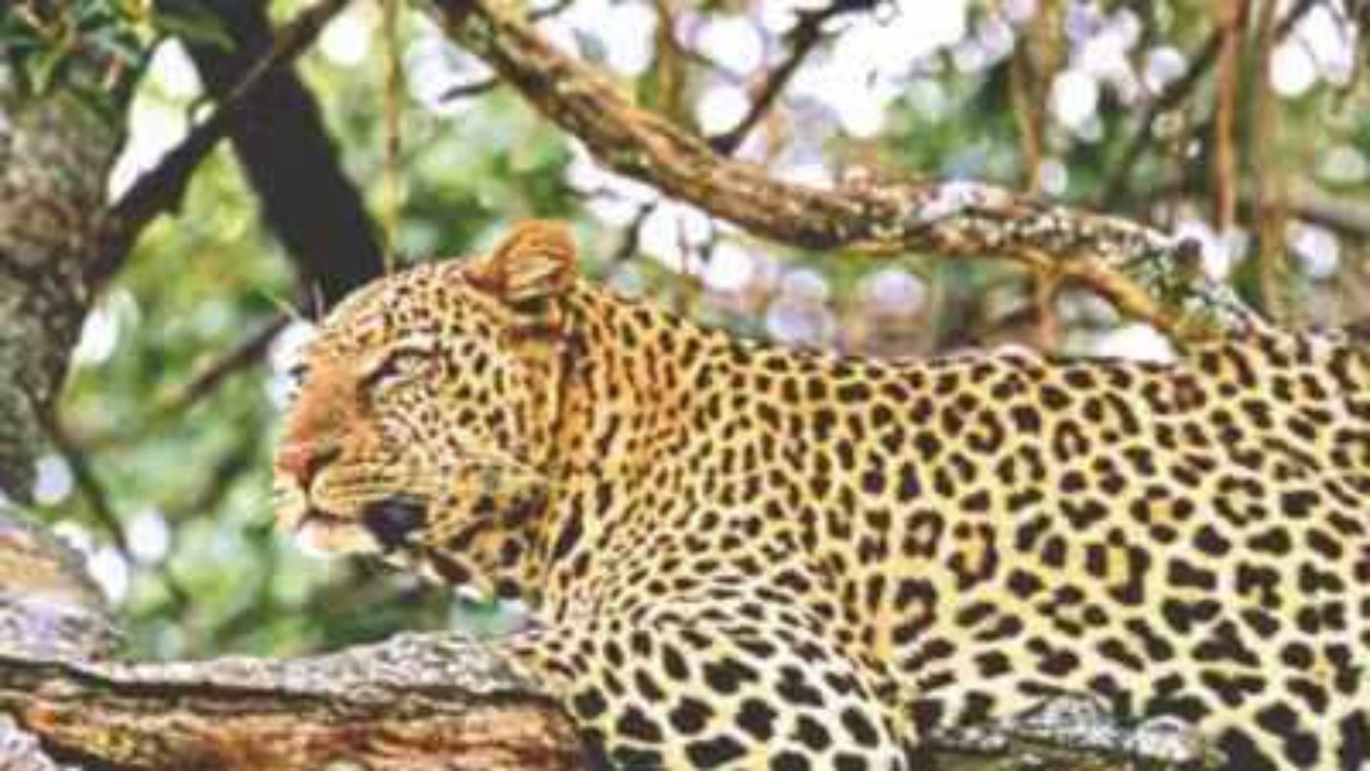 Five injured in a Leopard attack in Delhi’s Wazirabad