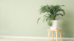 Palm Plants: A Beginner’s Guide to Choosing, Planting, and Caring for Them