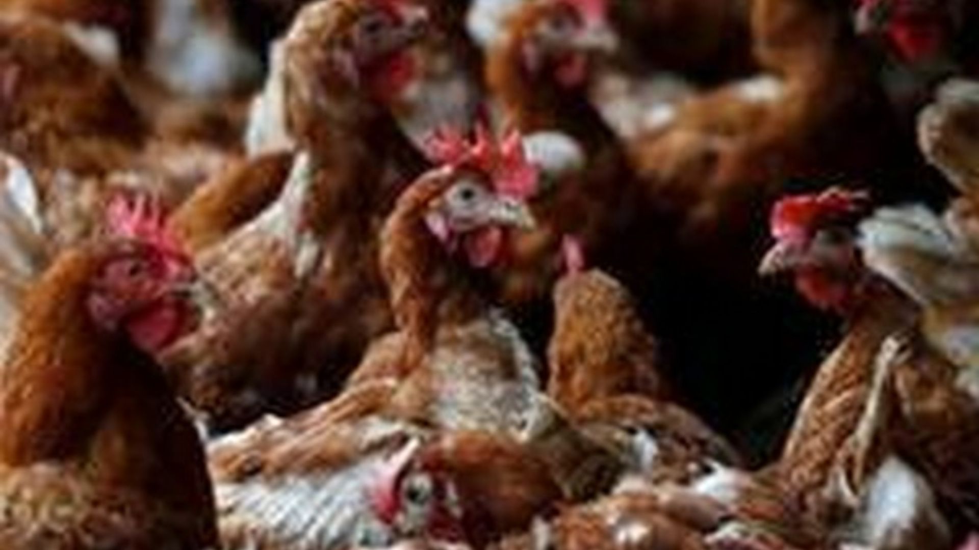 Experts alerts for possible outbreak of H5N1 bird flu epidemic