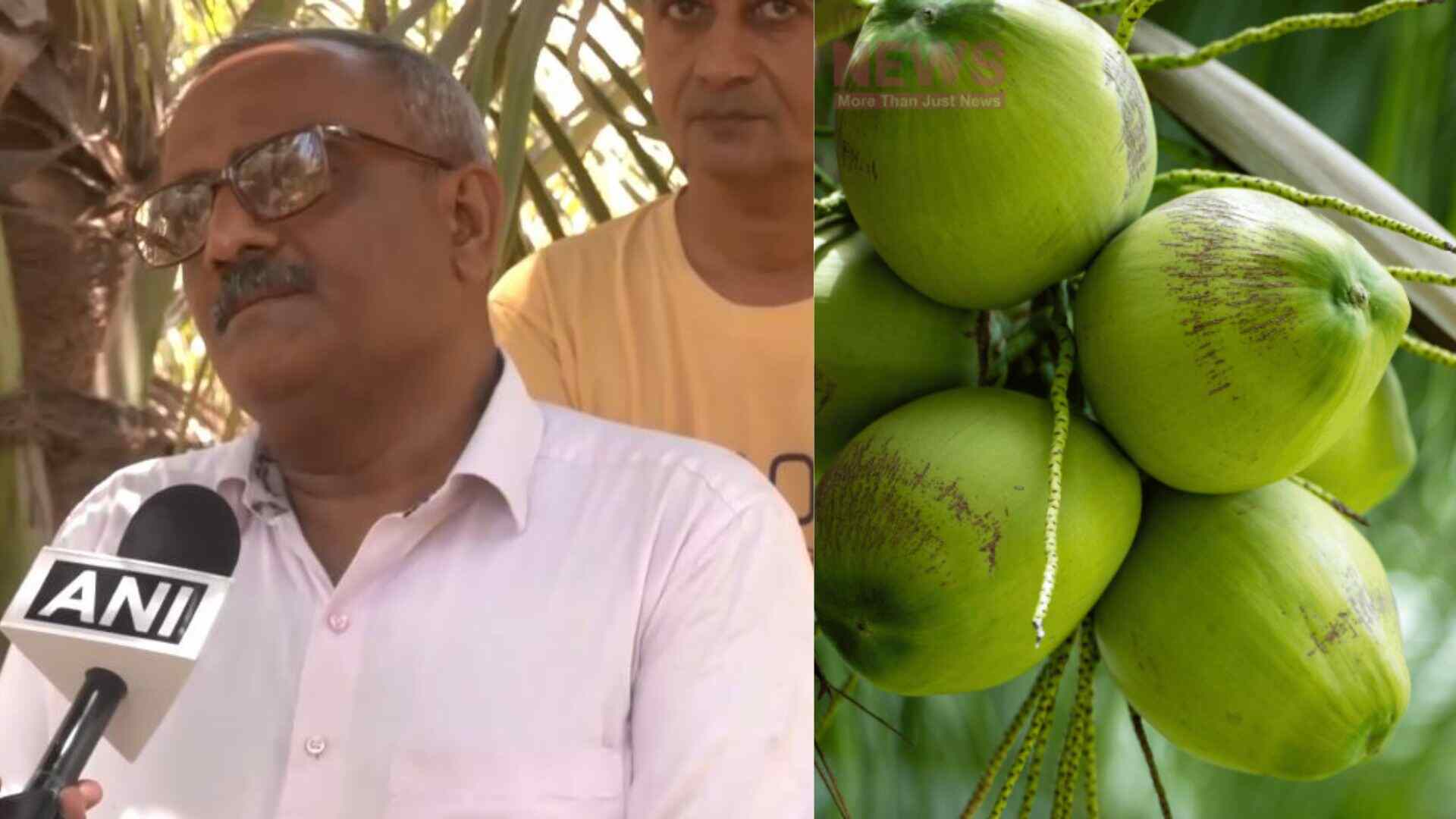 Gujarat Coconut Growers Seek Government Support After The Lok Sabha Elections To Expand Their Business