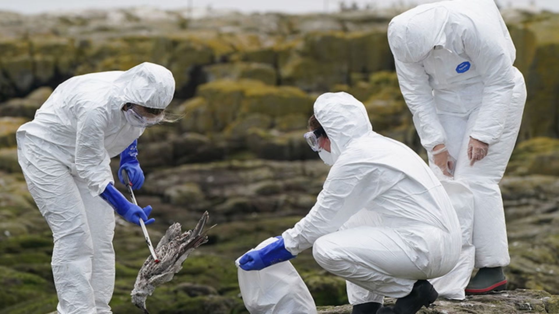 Bird flu could be “100 times worse” than COVID-19, scientists warn
