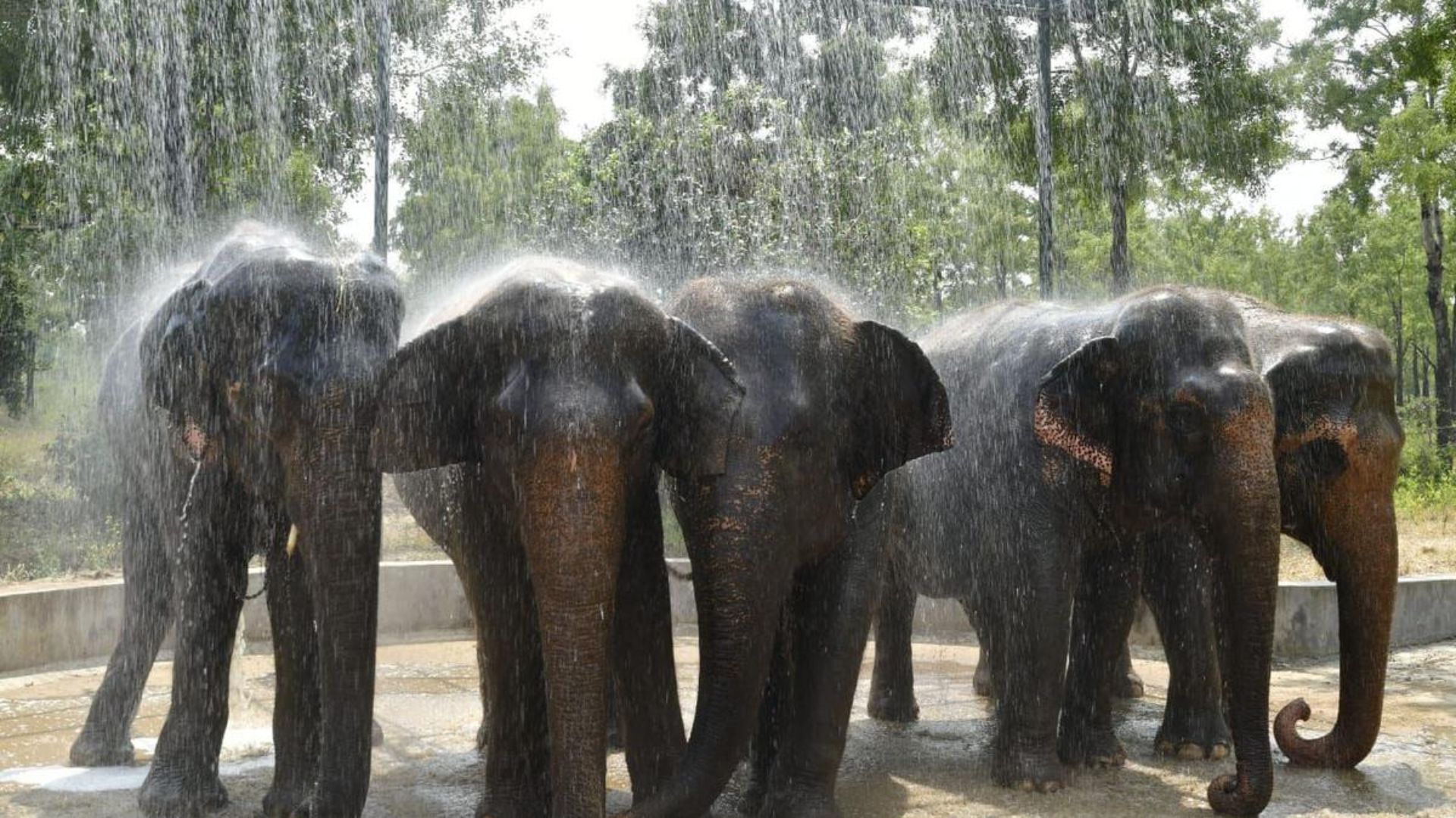 Special arrangements in Trichy to keep elephants cool from summer heat