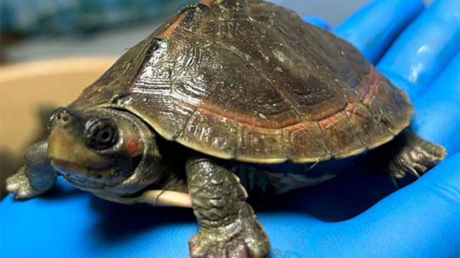 Hundreds of turtles killed by electrocution in Chiniot, Pakistan