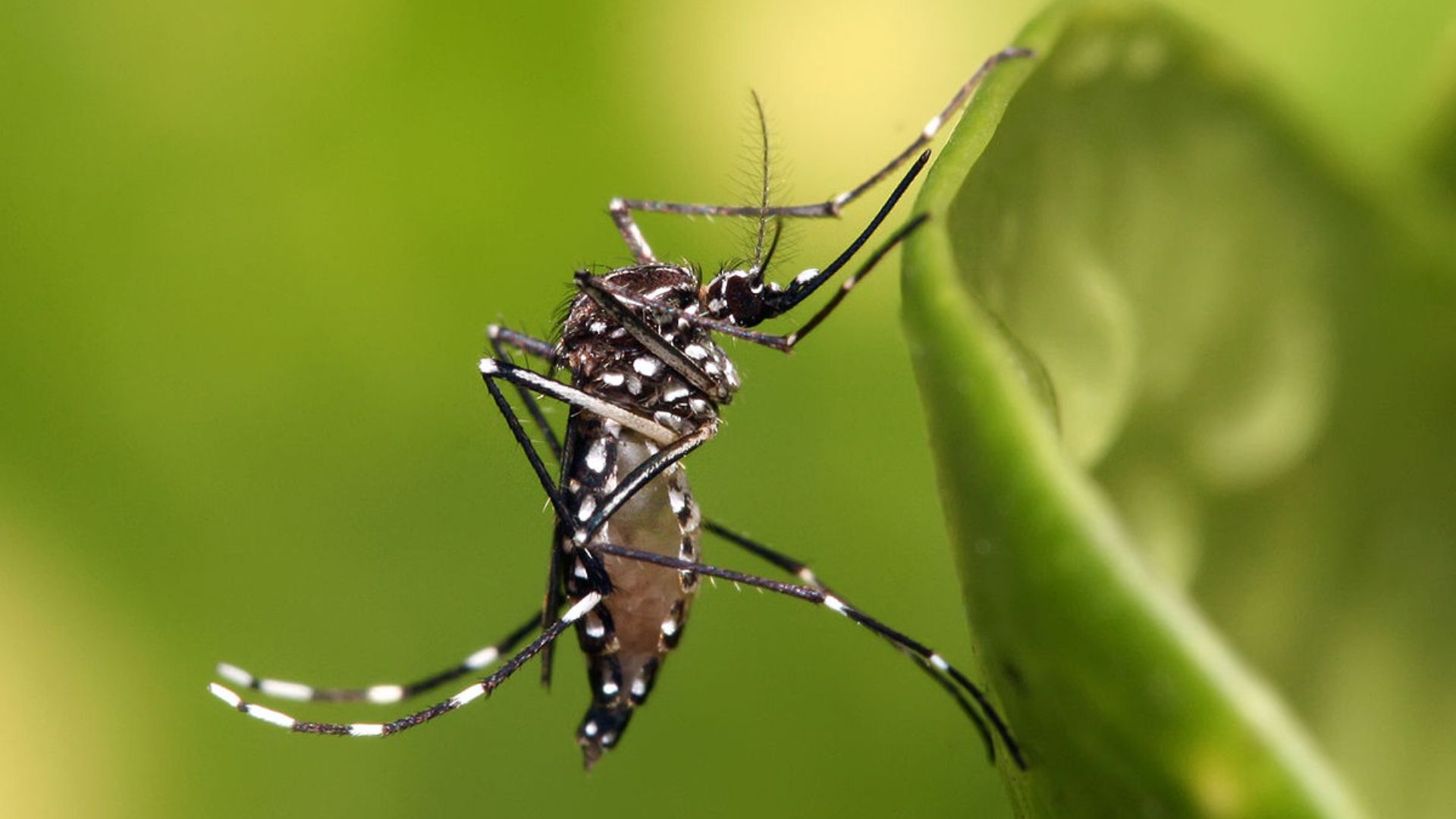 Mosquito-borne diseases and their consequences in construction industry