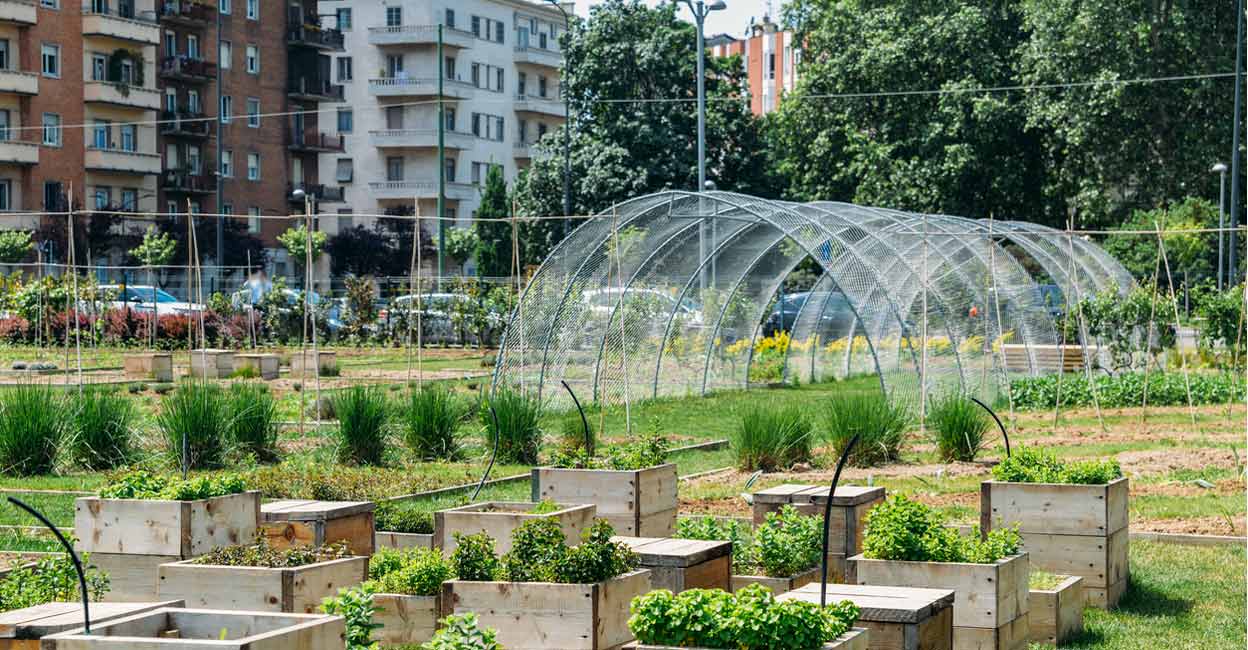 How urban farming is transforming city spaces into climate-resilient havens