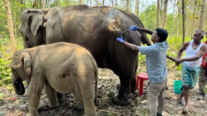 Anant Ambani’s Vantara Praised for Swift Rescue of Ailing Elephant and Calf in Tripura