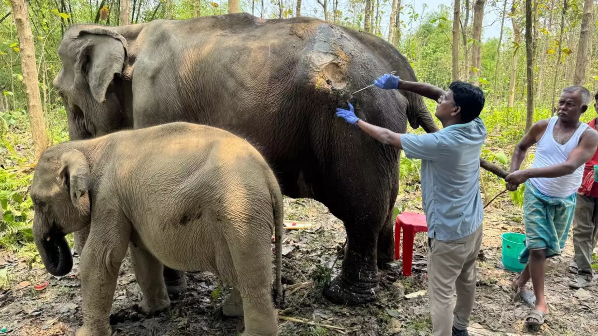 Anant Ambani’s Vantara Praised for Swift Rescue of Ailing Elephant and Calf in Tripura