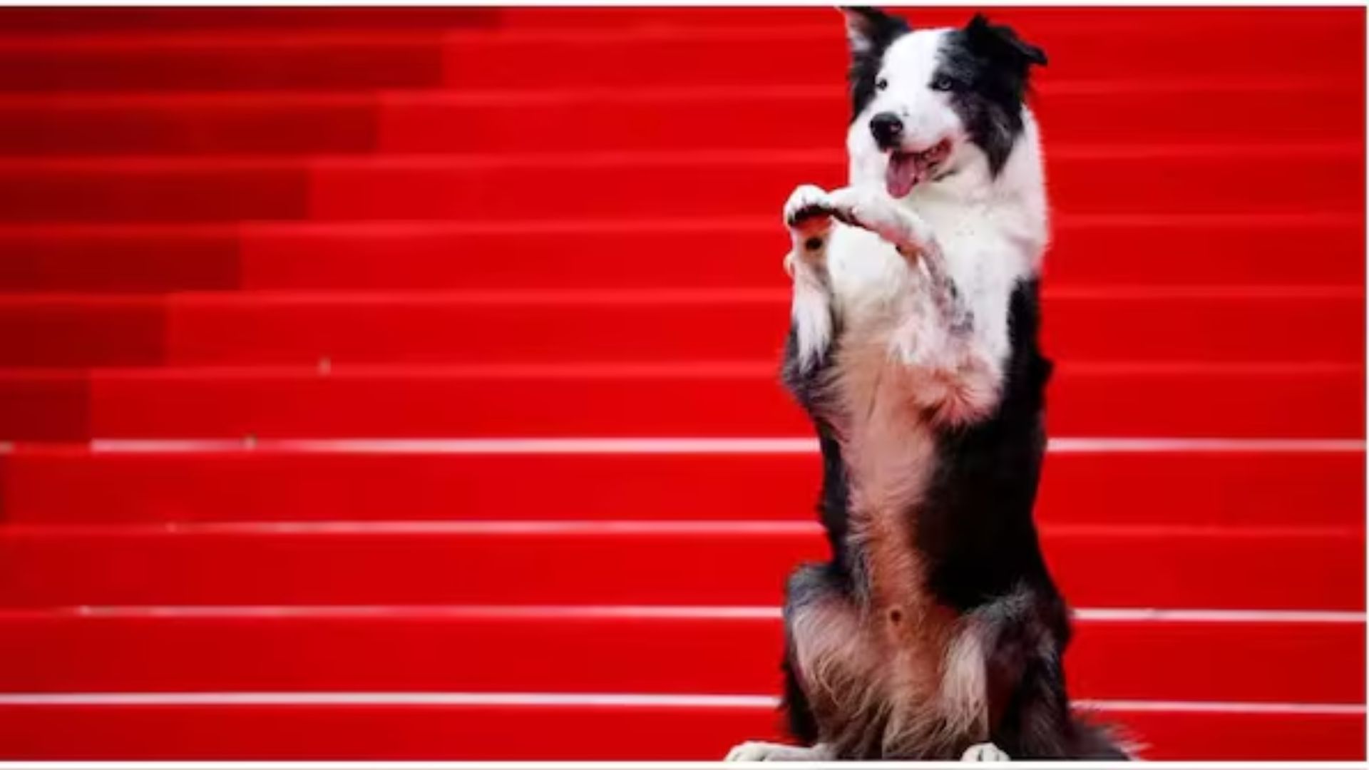 Cannes 2024, Messi The Hollywood Star Dog Did The Honours Of the Red Carpet