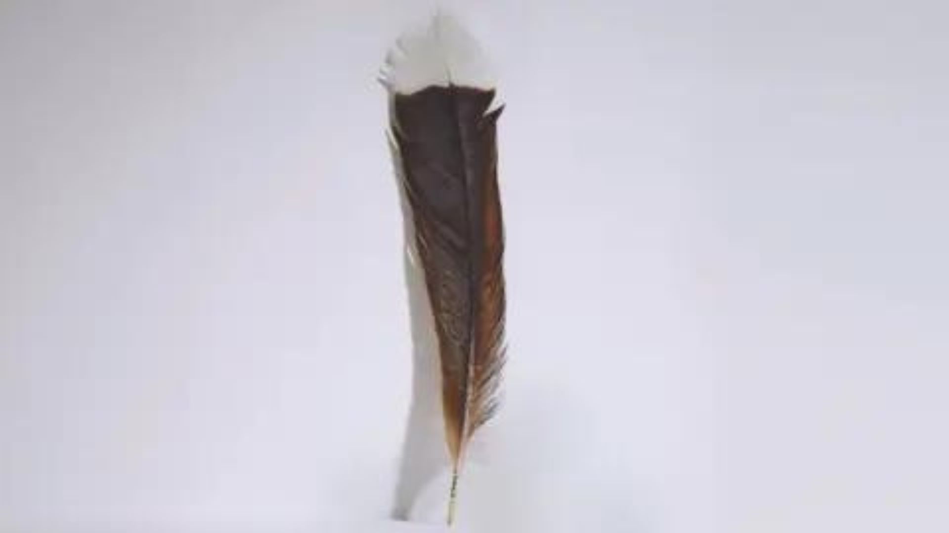 World’s Most Expensive Feather Sold In New Zealand For $28,365