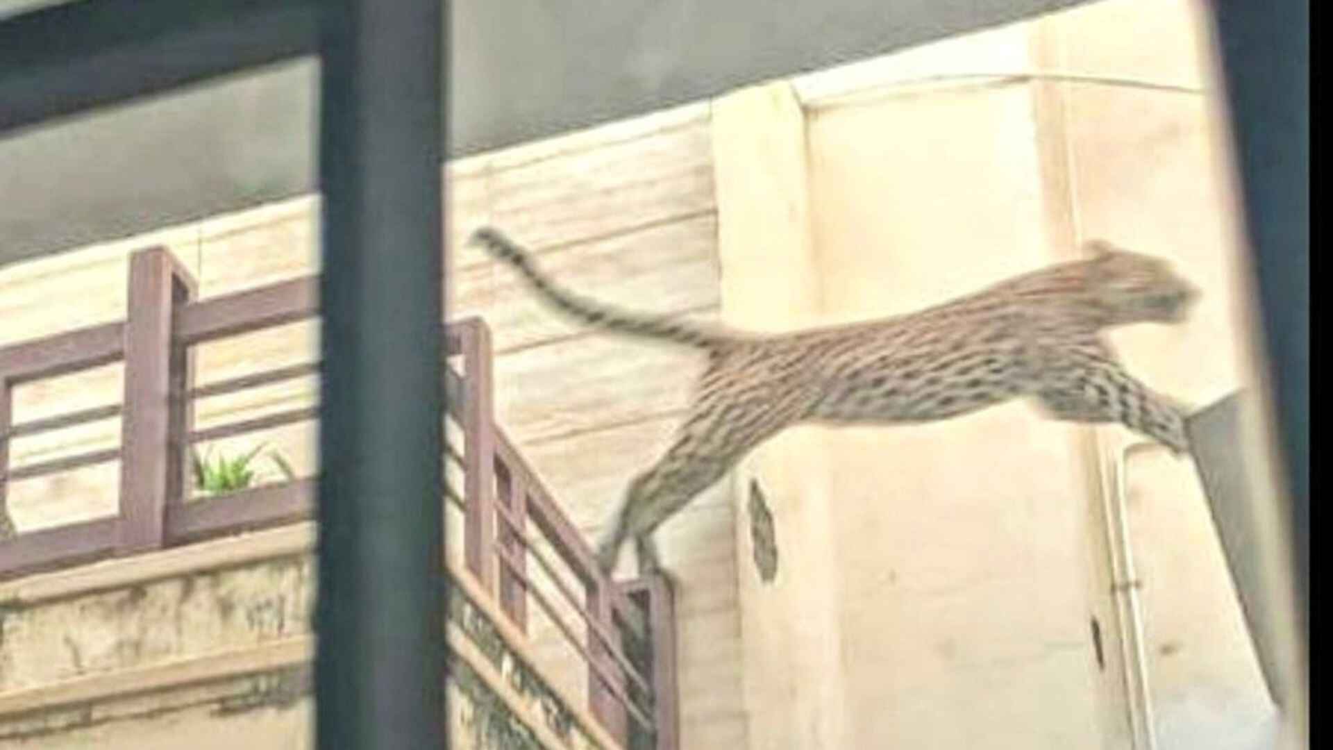 Leopard in Jaipur (rep. image)