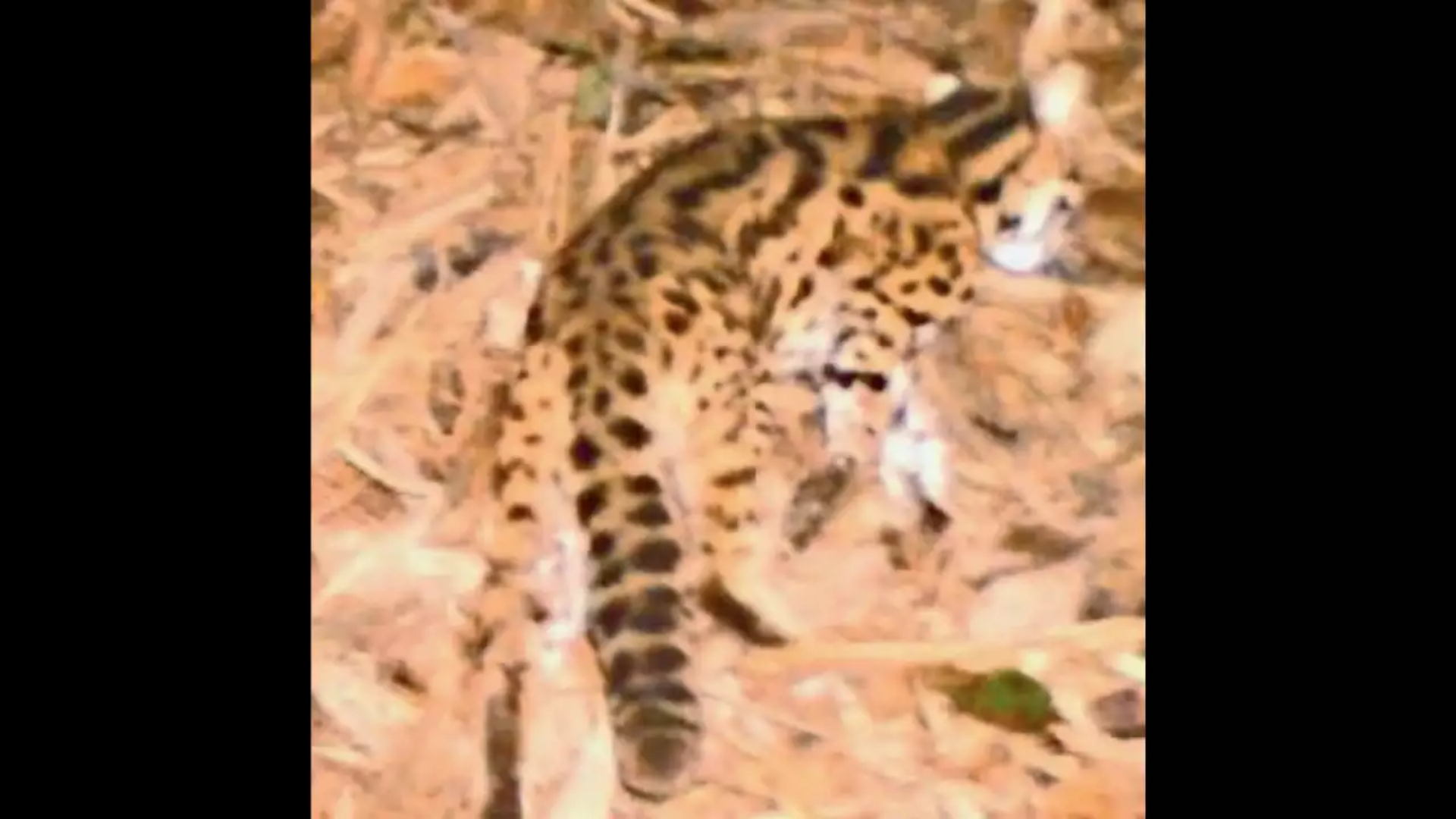 Maharashtra Pench Tiger Reserve Records First Leopard Cat Sighting in Central India