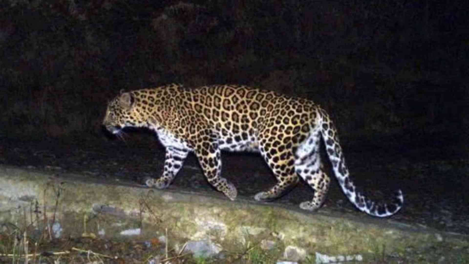 Injured Leopard (Rep. image)