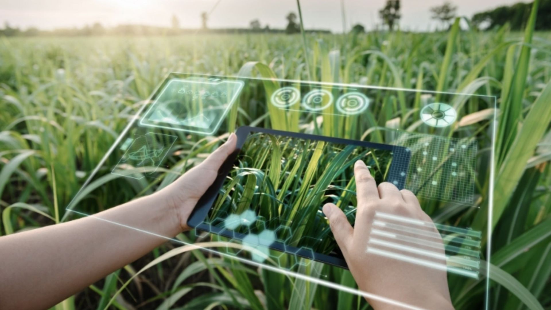 Artificial Intelligence and Machine Learning in Agriculture