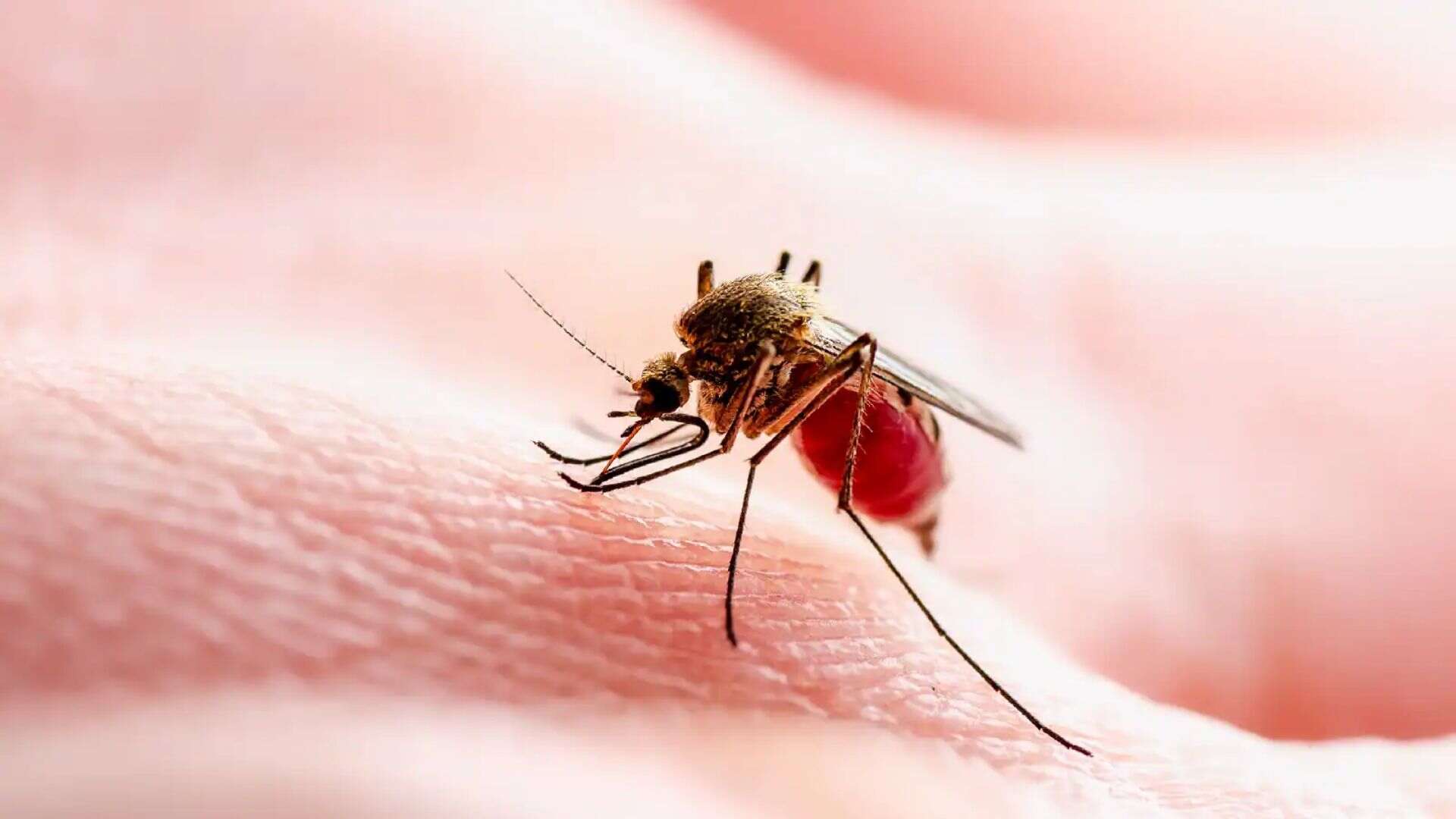 Pak: Dengue Outbreak Claims 14 Lives in Turbat, Over 5,000 Infected in Kech