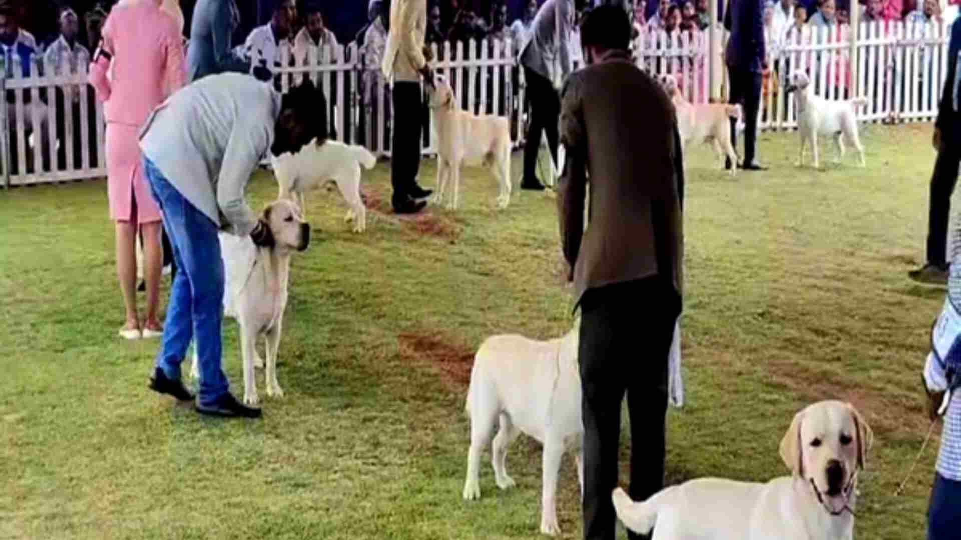 Nilgiris: Over 450 Dogs Of 56 Breeds Participate In All Breeds Championship Dog Show