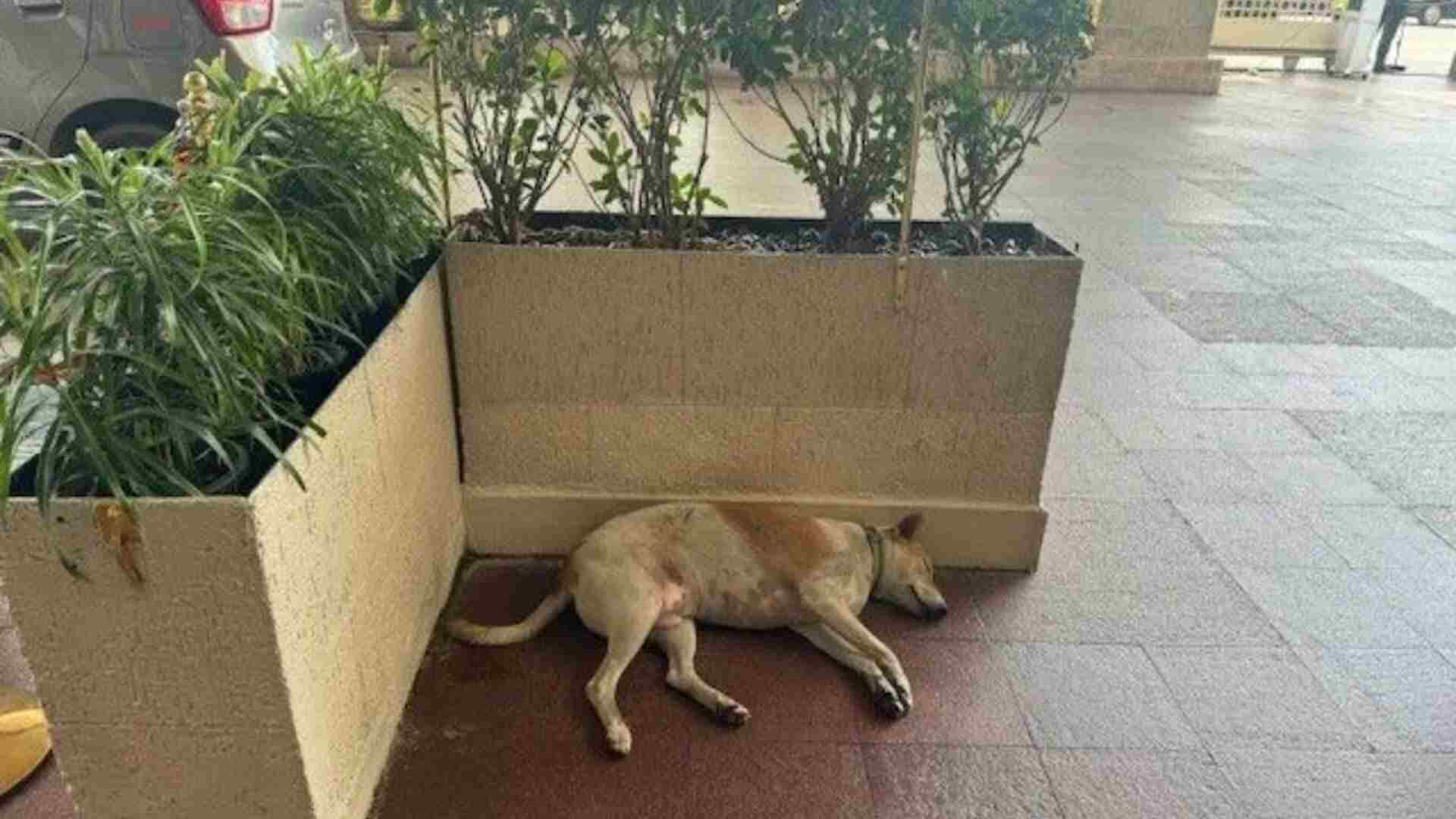 Ratan Tata’s Orders: Dog Sleeps Peacefully Inside Mumbai’s Taj Mahal Hotel