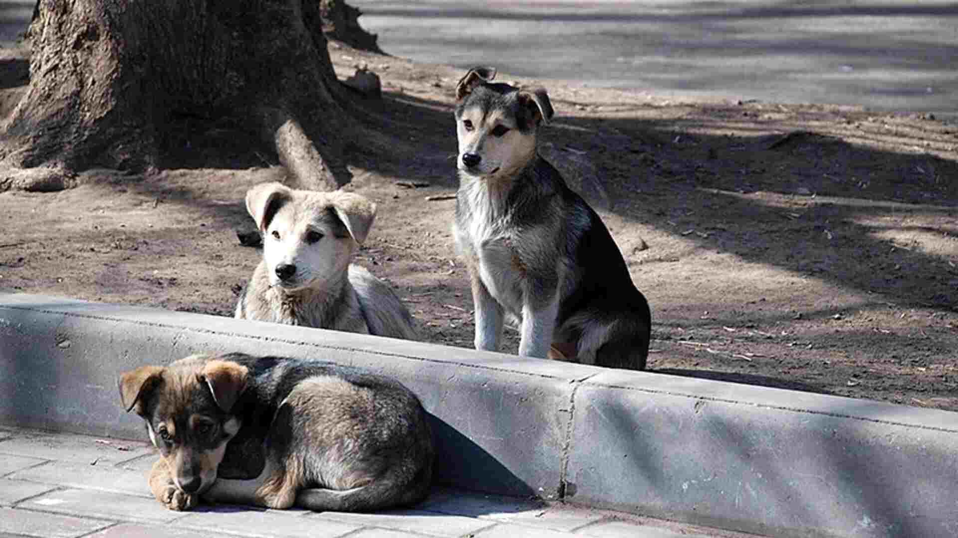 Butcher in Guntur District Allegedly Kills Pregnant Stray Dog