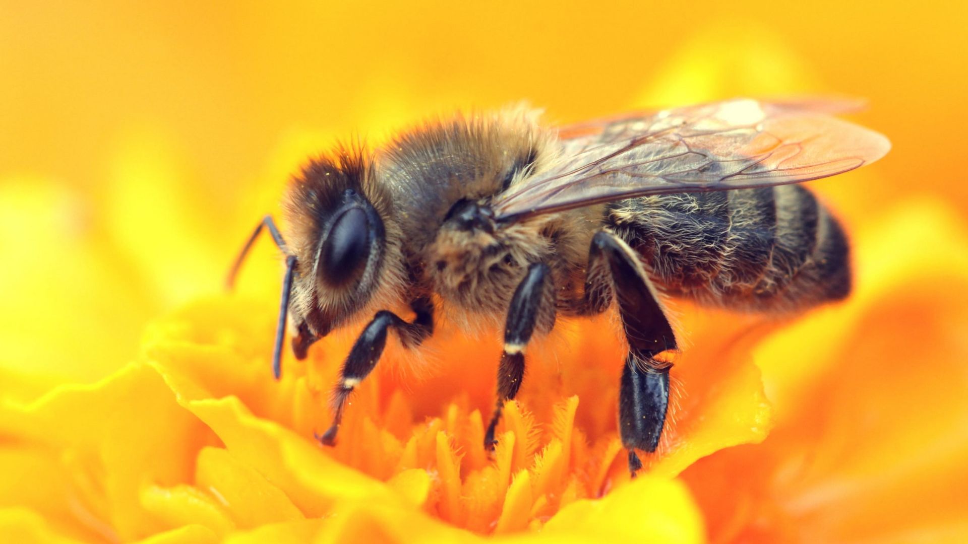 World Bee Day 2024: Goa Takes Action To Save Declining Bee Population