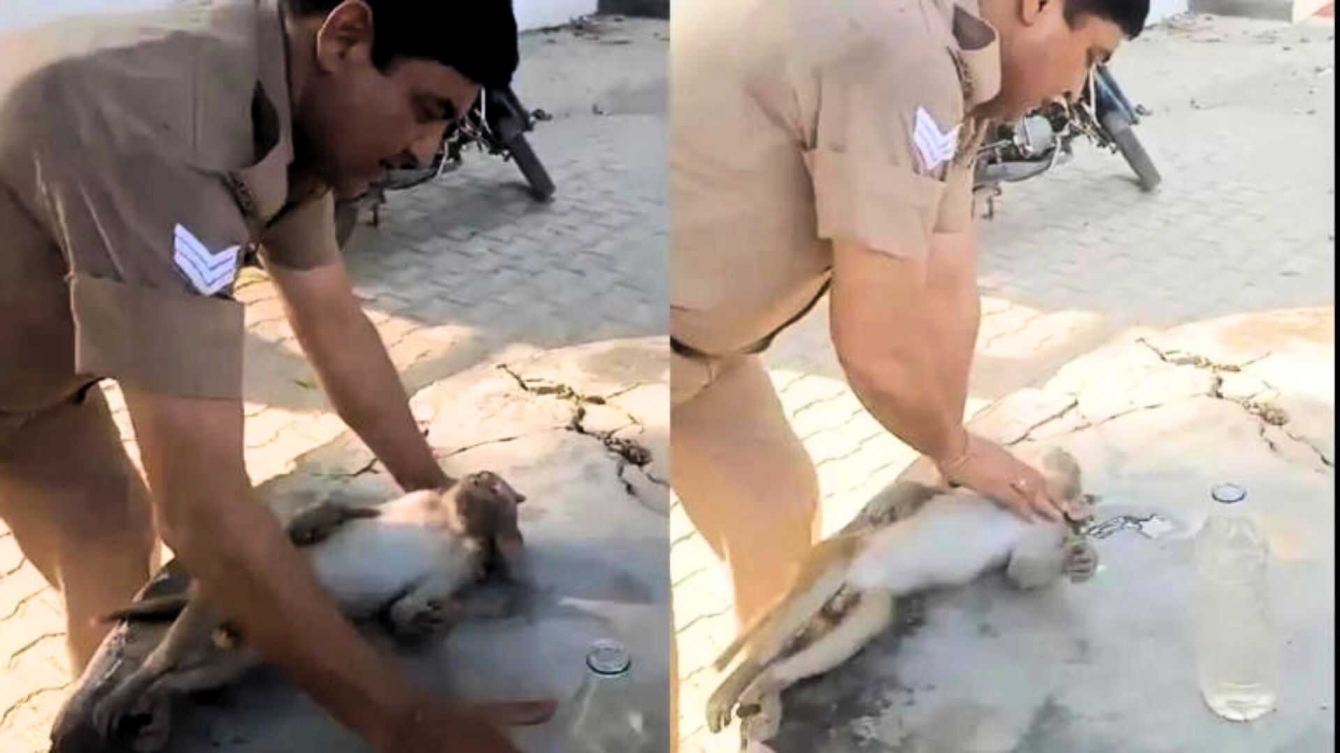 UP Policeman Revives Baby Monkey With CPR Amid Severe Heatwave