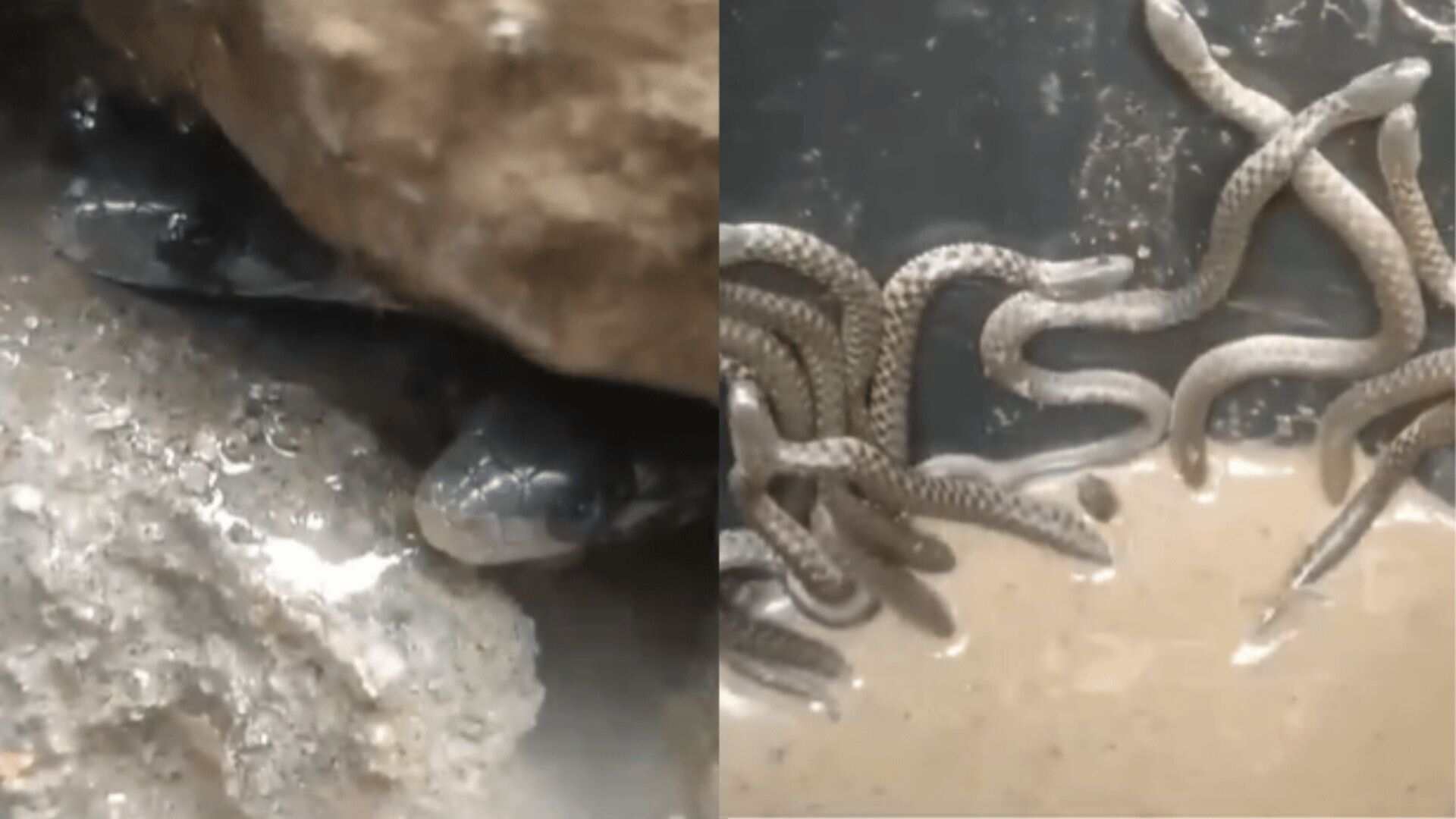 Over 35 Snakes Crawl Out Of Bathroom In Assam Home, Video Goes Viral