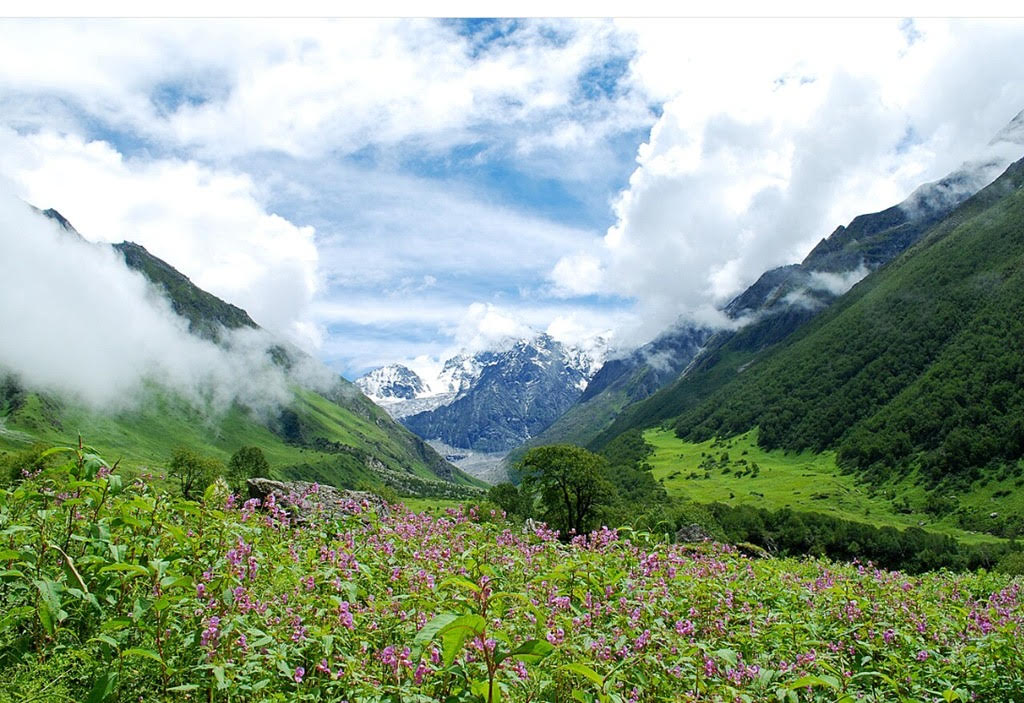 Valley of flowers: A mesmerizing spectacle of natural beauty