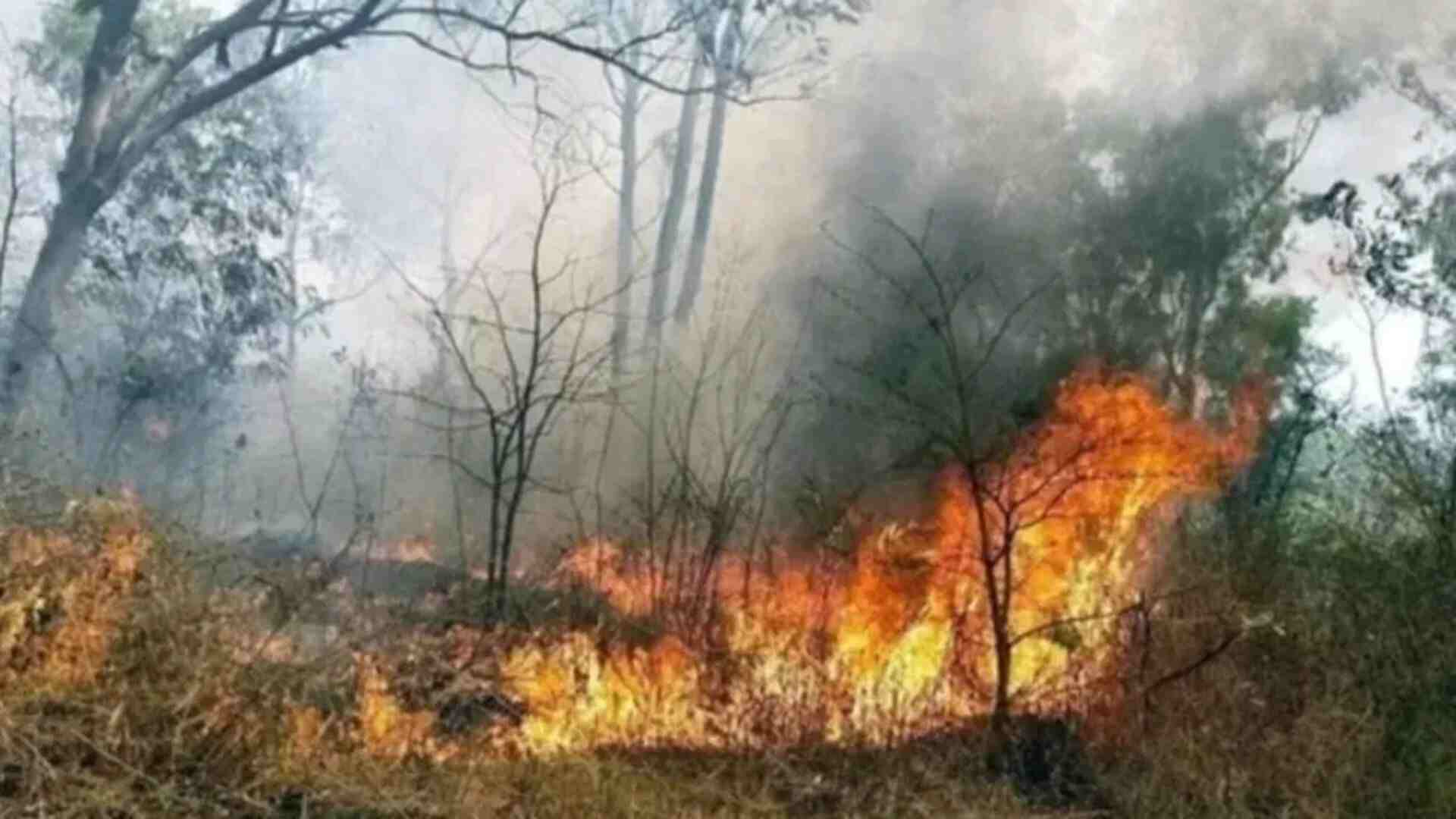 Uttarakhand: 4 Forest Department Workers Dead While Controlling Fire In Almora