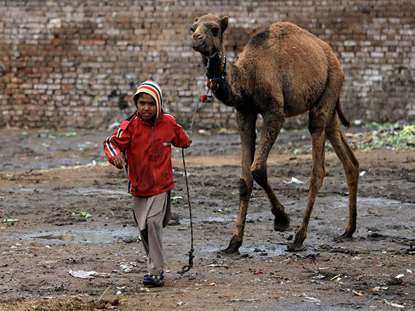 Wounded Camel in Pakistan’s Sindh to Get Artificial Leg, Say Authorities