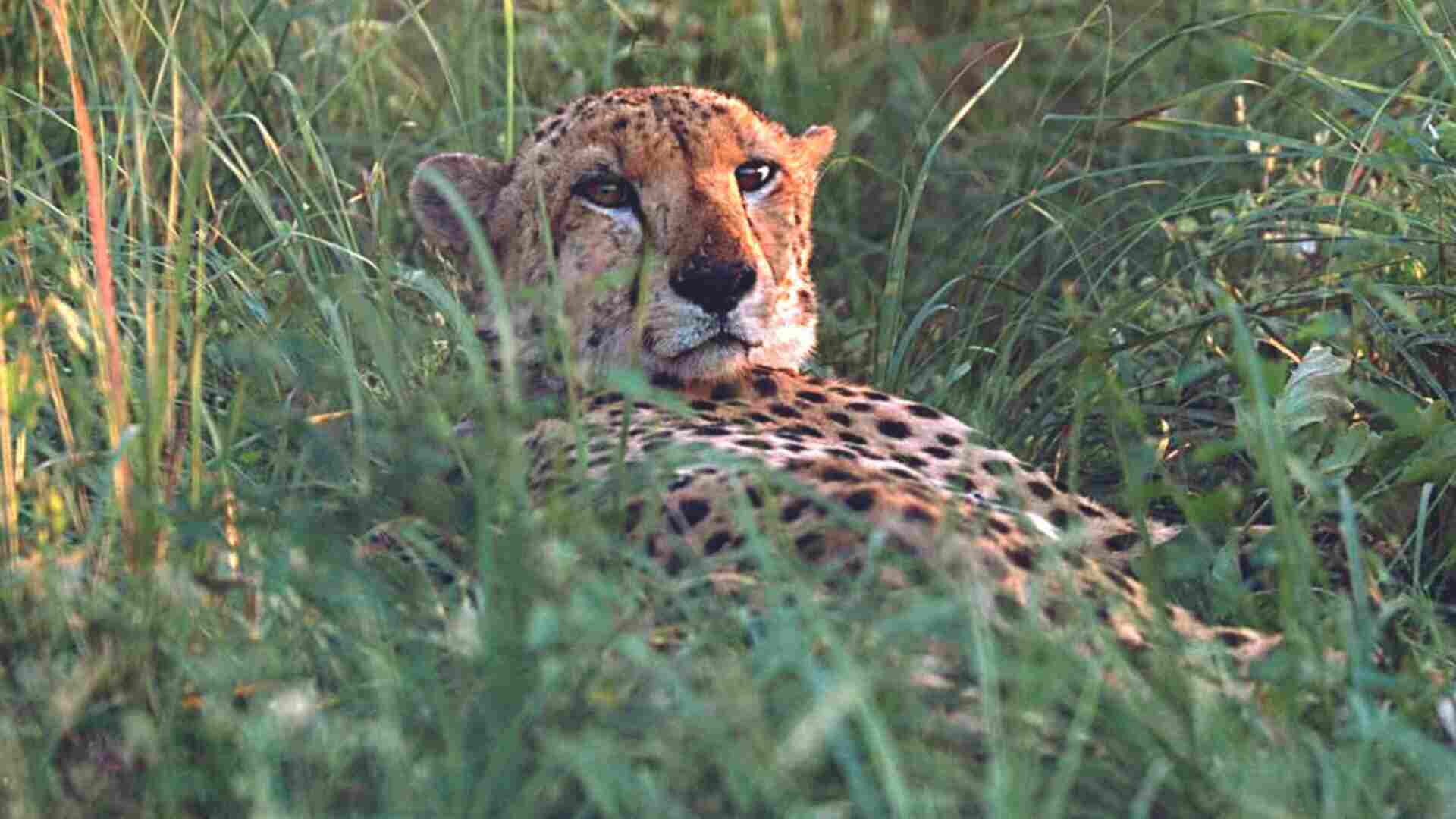 Madhya Pradesh: Kuno’s Cheetah Trackers Halt Their Work Citing These Reasons