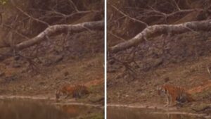 Watch: Tigress Waves At Tourists, Leaving Netizens In Awe